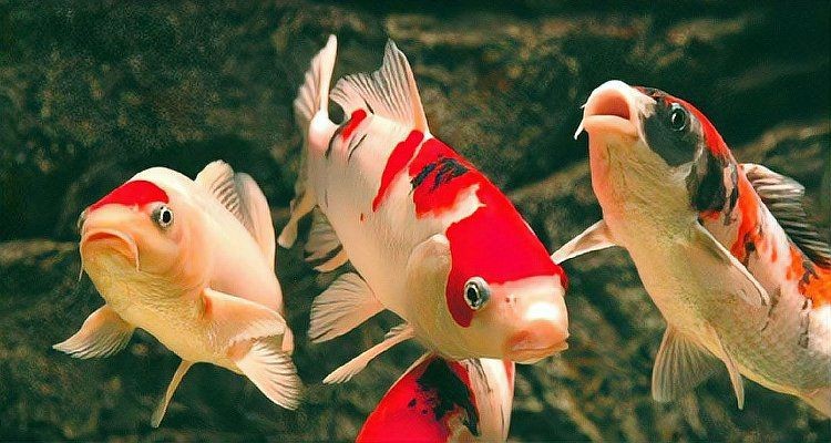 錦鯉大正圖片【《錦鯉大正圖片》】 錦鯉大正圖片【《錦鯉大正圖片》】 龍魚百科 第5張