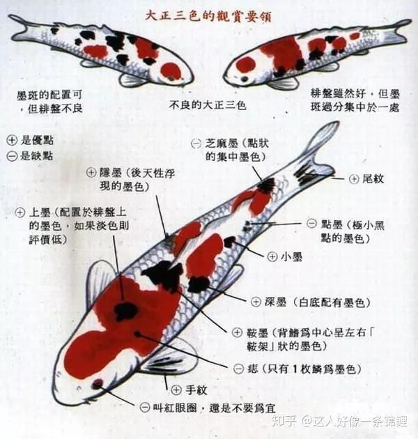 錦鯉大正圖片【《錦鯉大正圖片》】 錦鯉大正圖片【《錦鯉大正圖片》】 龍魚百科 第4張