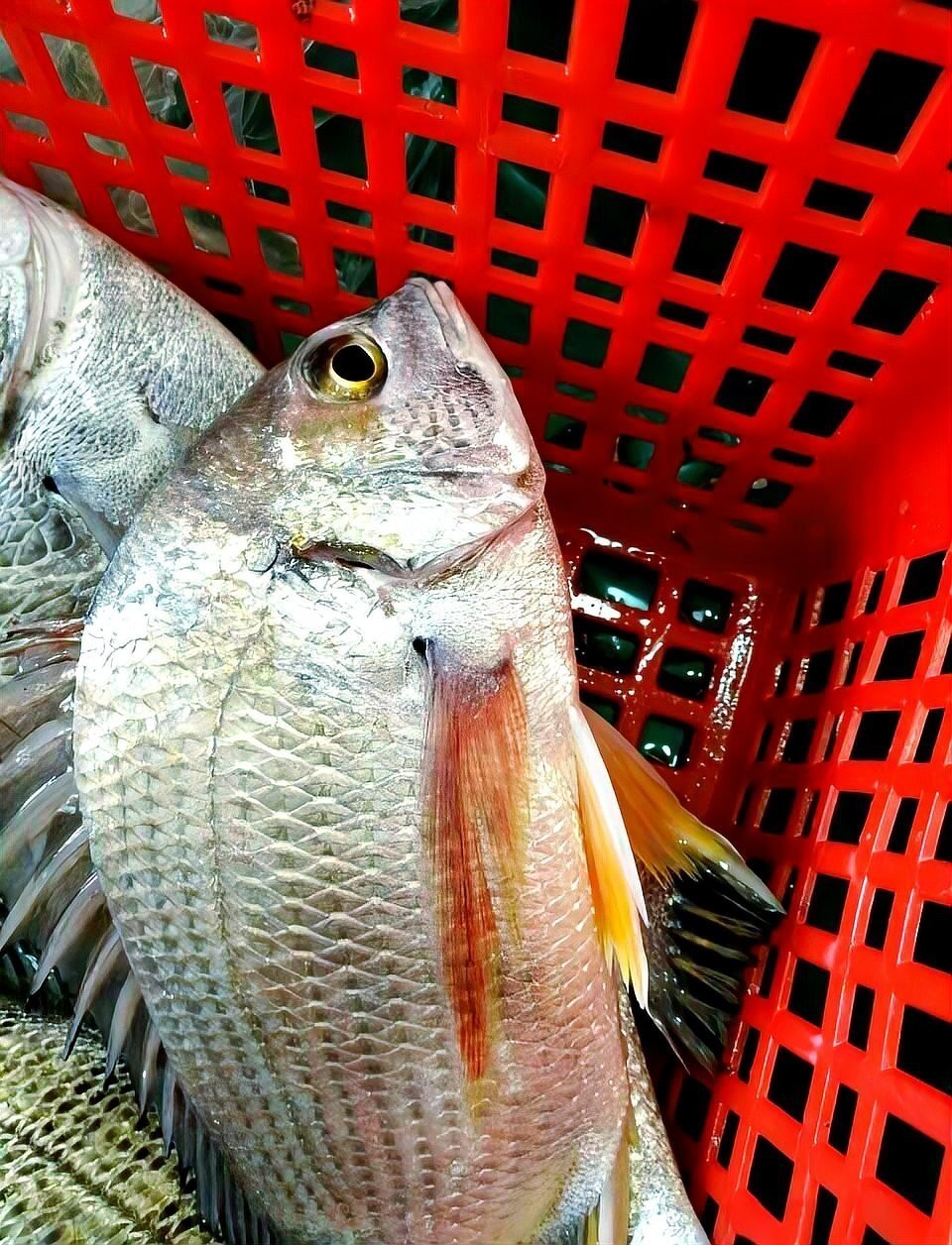 福建野生黃翅魚500g【福建野生黃翅魚價格】