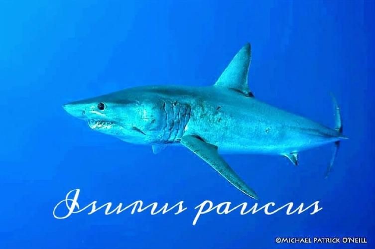 邁克鯊魚的圖片【印尼漁民從大母鯊腹中發現獨眼白化病小鯊魚網友：像怪物公司】 邁克鯊魚的圖片【印尼漁民從大母鯊腹中發現獨眼白化病小鯊魚網友：像怪物公司】 龍魚百科 第16張