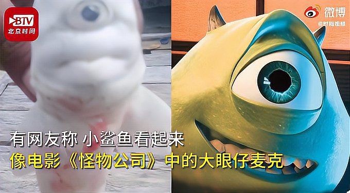 邁克鯊魚的圖片【印尼漁民從大母鯊腹中發現獨眼白化病小鯊魚網友：像怪物公司】 邁克鯊魚的圖片【印尼漁民從大母鯊腹中發現獨眼白化病小鯊魚網友：像怪物公司】 龍魚百科 第24張