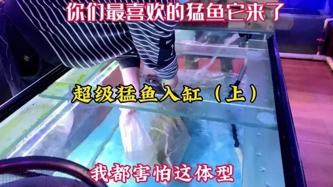 愛養(yǎng)魚龍龍全部作品【愛養(yǎng)魚的龍龍】
