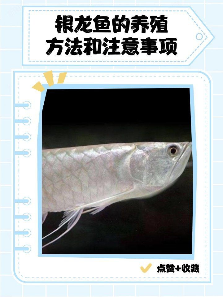 紅眼白子銀龍最簡單三個步驟【紅眼白子銀龍的飼養】