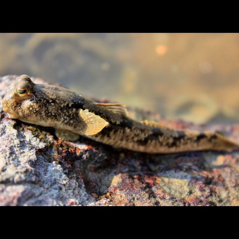 彈涂魚是兩棲動物嗎【彈涂魚并非兩棲動物，兩棲動物幼體生活在水中】 彈涂魚是兩棲動物嗎【彈涂魚并非兩棲動物，兩棲動物幼體生活在水中】 龍魚論壇 第2張