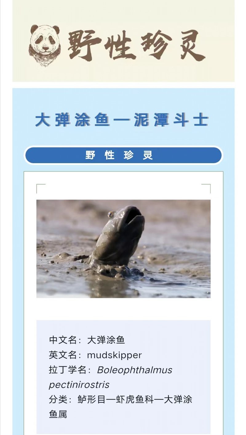 彈涂魚是兩棲動物嗎【彈涂魚并非兩棲動物，兩棲動物幼體生活在水中】 彈涂魚是兩棲動物嗎【彈涂魚并非兩棲動物，兩棲動物幼體生活在水中】 龍魚論壇 第4張