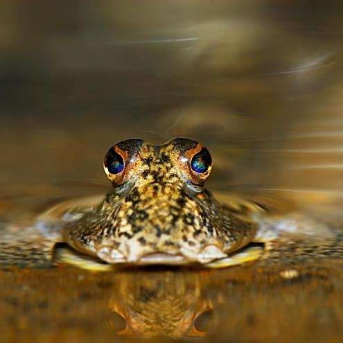 彈涂魚是兩棲動物嗎【彈涂魚并非兩棲動物，兩棲動物幼體生活在水中】 彈涂魚是兩棲動物嗎【彈涂魚并非兩棲動物，兩棲動物幼體生活在水中】 龍魚論壇 第3張