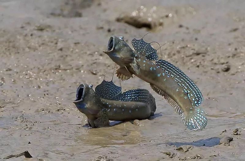 龍魚腮蓋起泡怎么辦，龍魚腮蓋起泡后如何護(hù)理？
