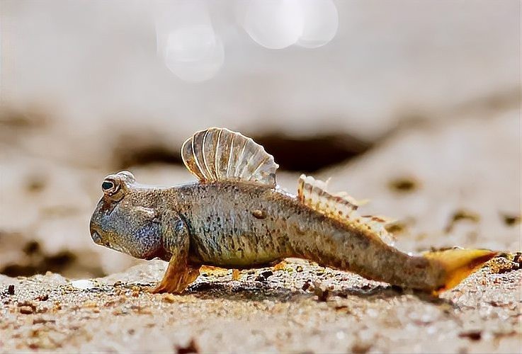 彈涂魚是兩棲動物嗎【彈涂魚并非兩棲動物，兩棲動物幼體生活在水中】 彈涂魚是兩棲動物嗎【彈涂魚并非兩棲動物，兩棲動物幼體生活在水中】 龍魚論壇 第11張