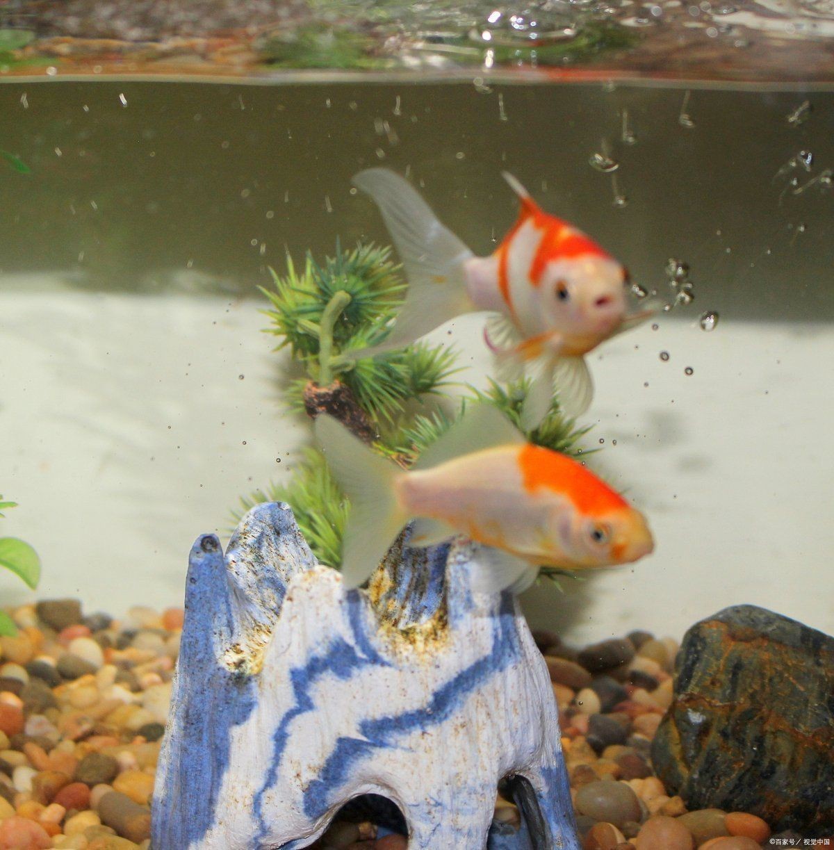 容易打理的冷水觀賞魚【10種冷水魚扔缸里就能活，不加熱棒還耐折騰寵寵生物志】