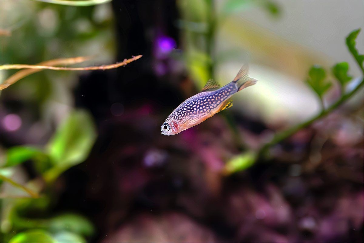 容易打理的冷水觀賞魚【10種冷水魚扔缸里就能活，不加熱棒還耐折騰寵寵生物志】