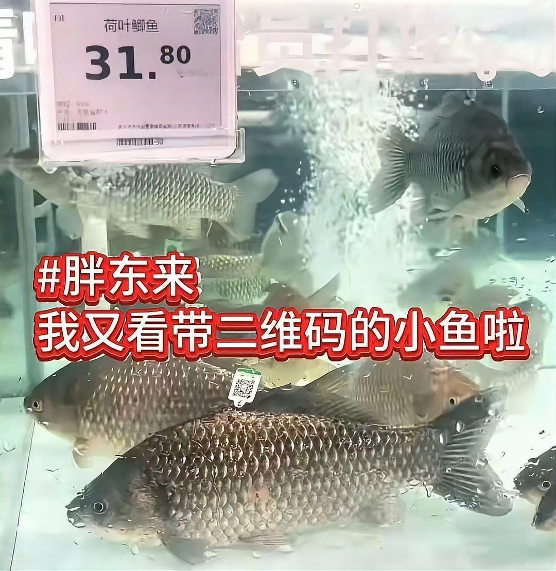 鯽魚一條一般多少元【2025鯽魚多少錢一斤復(fù)禾健康鯽魚多少錢一斤】