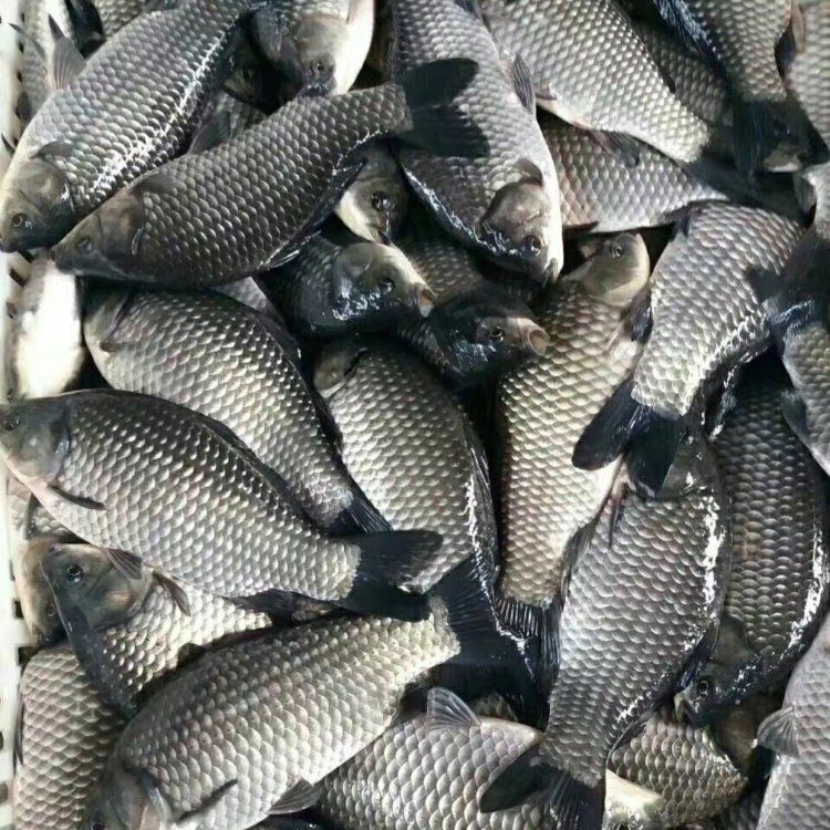 仙恬安龍魚場有哪些種類？，仙恬安龍魚場有哪些知名品種仙恬安龍魚場品種對比表 仙恬安龍魚場有哪些種類？，仙恬安龍魚場有哪些知名品種仙恬安龍魚場品種對比表 龍魚百科 第1張