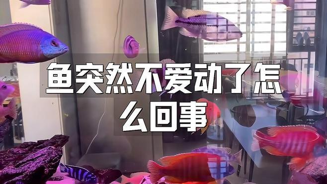 紅龍魚不愛游動最簡單三個原因【龍魚不愛游動可能有三個簡單原因，其一其一，】