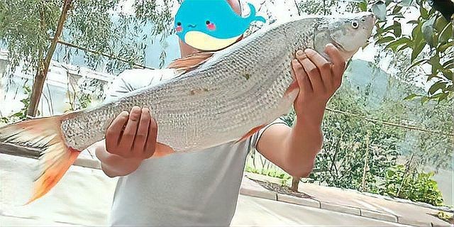 紅尾魚(yú)最大的有幾斤【紅尾魚(yú)的體型大小因種類、生長(zhǎng)環(huán)境等因素存在差異】