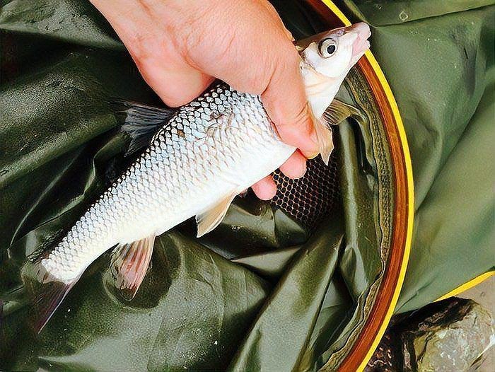 紅尾魚(yú)最大的有幾斤【紅尾魚(yú)的體型大小因種類、生長(zhǎng)環(huán)境等因素存在差異】