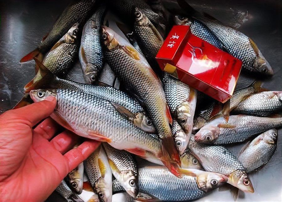 紅尾魚(yú)最大的有幾斤【紅尾魚(yú)的體型大小因種類、生長(zhǎng)環(huán)境等因素存在差異】