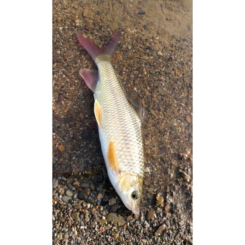 紅尾魚(yú)最大的有幾斤【紅尾魚(yú)的體型大小因種類、生長(zhǎng)環(huán)境等因素存在差異】