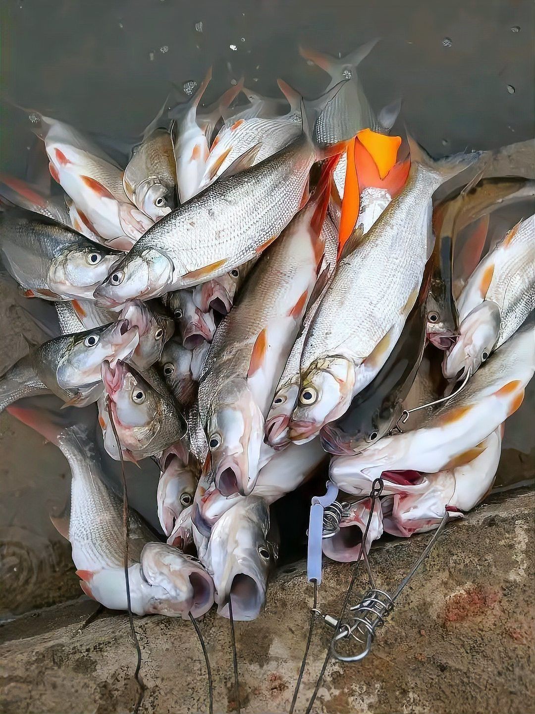 紅尾魚(yú)最大的有幾斤【紅尾魚(yú)的體型大小因種類、生長(zhǎng)環(huán)境等因素存在差異】