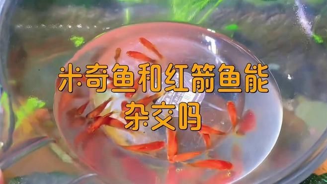 紅箭魚配什么雜交最好【紅箭魚在雜交方面有多種選擇與月光魚雜交較為常見】