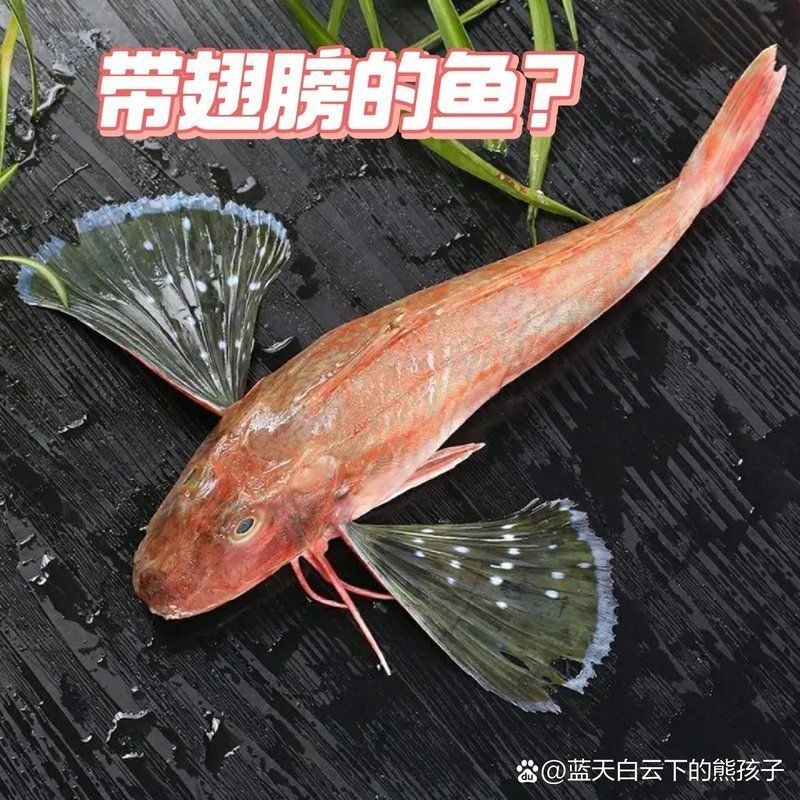 紅娘魚紅頭魚是深海魚嗎【紅娘魚和紅頭魚并非嚴(yán)格意義上的深海魚】 紅娘魚紅頭魚是深海魚嗎【紅娘魚和紅頭魚并非嚴(yán)格意義上的深海魚】 龍魚論壇 第17張