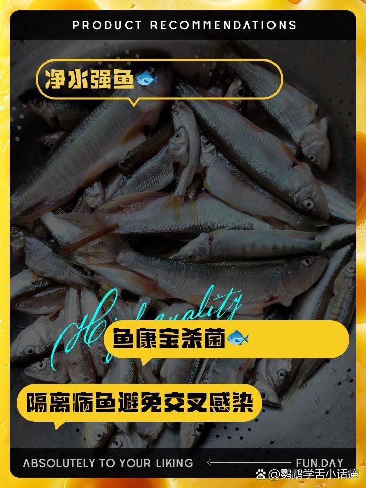 龍魚爛鰭了最簡單三個步驟【龍魚爛尾爛尾爛鰭怎么治療龍魚爛尾爛鰭怎么辦】 龍魚百科 第17張 龍魚爛鰭了最簡單三個步驟【龍魚爛尾爛尾爛鰭怎么治療龍魚爛尾爛鰭怎么辦】 龍魚爛鰭了最簡單三個步驟【龍魚爛尾爛尾爛鰭怎么治療龍魚爛尾爛鰭怎么辦】 龍魚百科 第17張