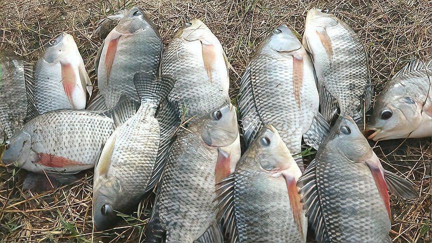 雷龍魚(yú)腹水癥狀【雷龍魚(yú)肚子鼓起來(lái)是什么原因】