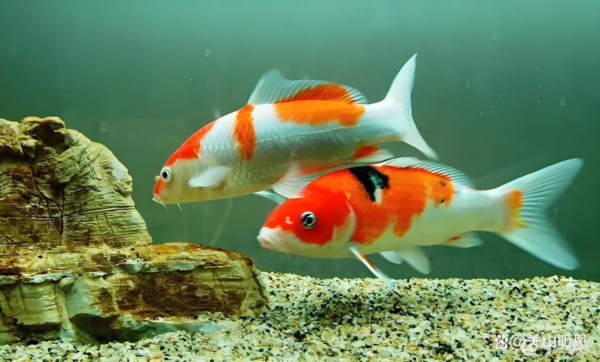 錦鯉與龍魚(yú)誰(shuí)有靈性【錦鯉與龍魚(yú)的區(qū)別】