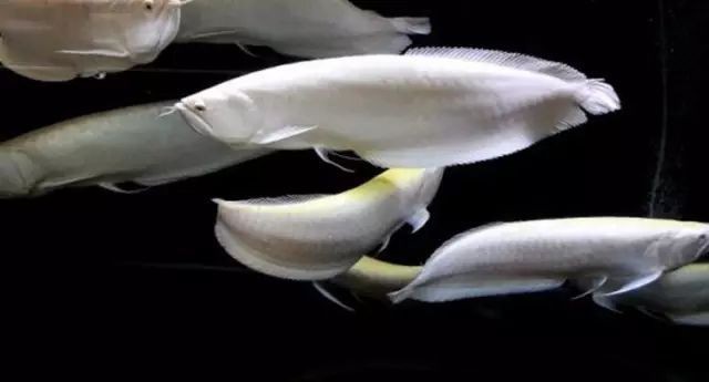 養5條龍魚有什么寓意【5條龍魚在中國傳統文化中蘊含著豐富而獨特的寓意】