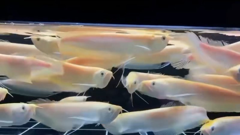 銀龍魚40厘米要多少錢【2019銀龍魚價格多少錢一條】 銀龍魚40厘米要多少錢【2019銀龍魚價格多少錢一條】 龍魚論壇 第3張