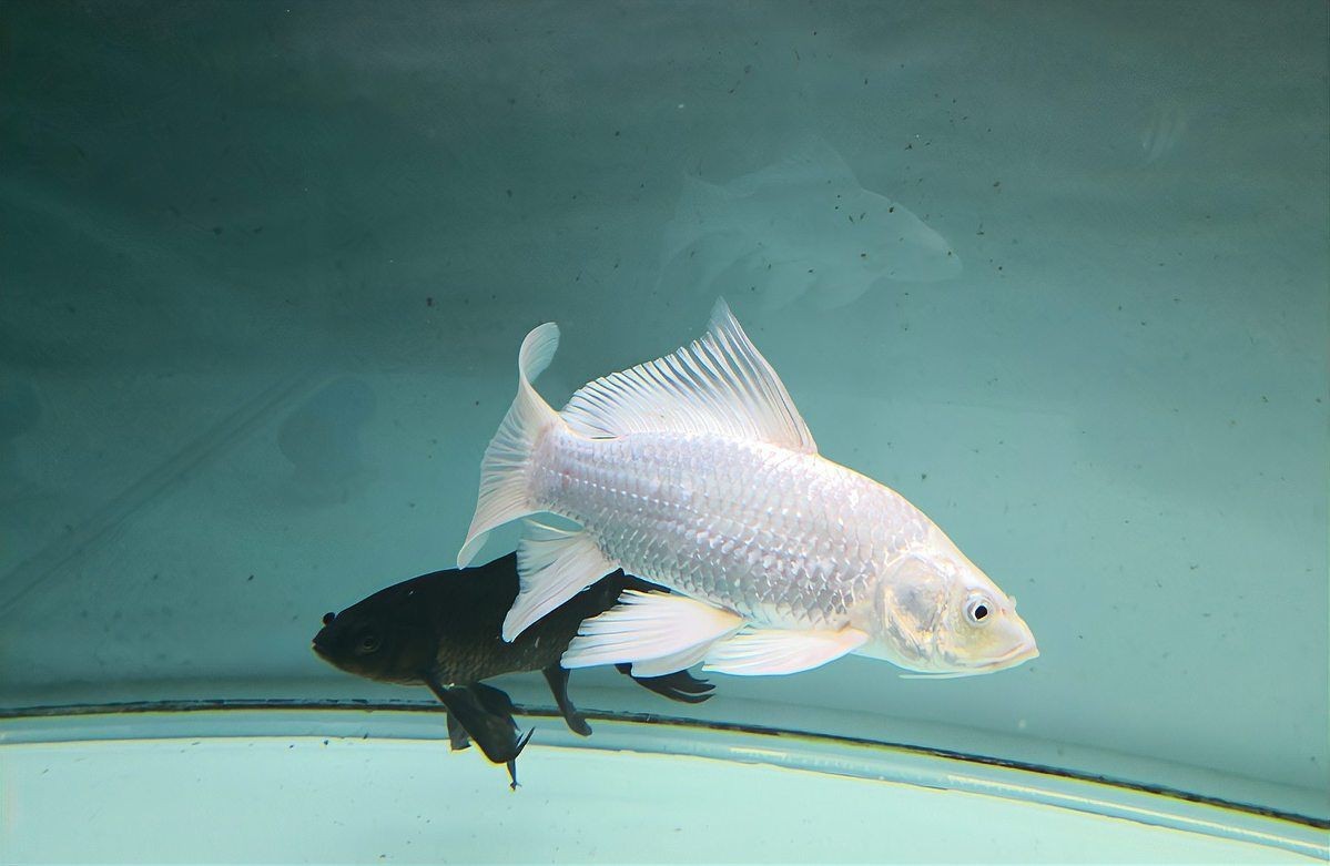 蝴蝶魚能活多久【蝴蝶魚的壽命受多種因素影響】 蝴蝶魚能活多久【蝴蝶魚的壽命受多種因素影響】 龍魚論壇 第3張