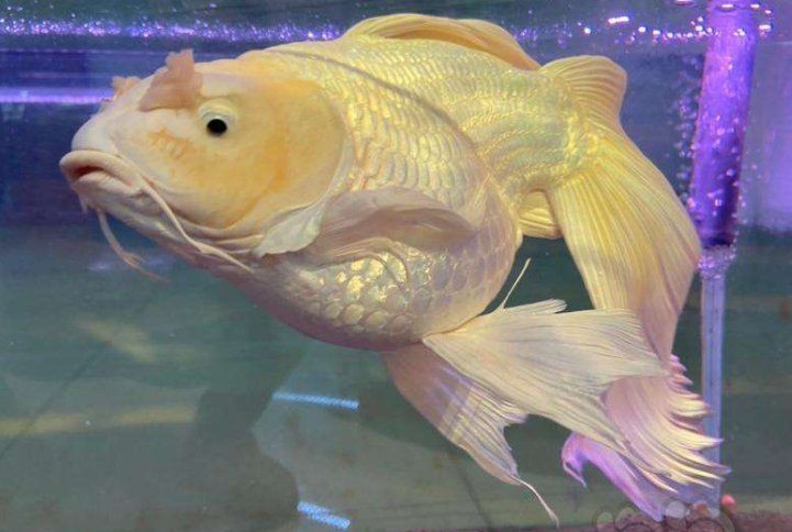 蝴蝶魚能活多久【蝴蝶魚的壽命受多種因素影響】 蝴蝶魚能活多久【蝴蝶魚的壽命受多種因素影響】 龍魚論壇 第5張