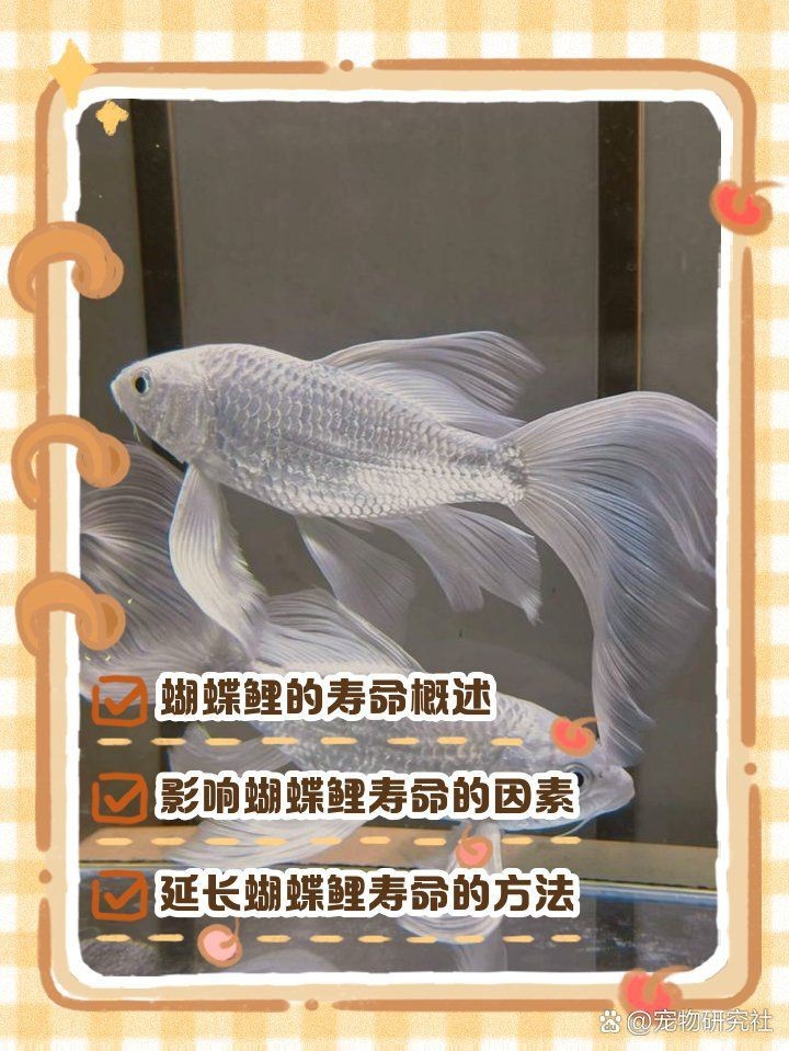 蝴蝶魚能活多久【蝴蝶魚的壽命受多種因素影響】 蝴蝶魚能活多久【蝴蝶魚的壽命受多種因素影響】 龍魚論壇 第7張