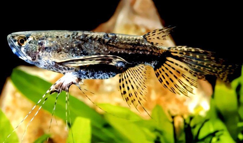 蝴蝶魚能活多久【蝴蝶魚的壽命受多種因素影響】 蝴蝶魚能活多久【蝴蝶魚的壽命受多種因素影響】 龍魚論壇 第15張