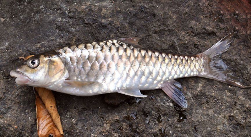 馬來西亞名貴魚有哪些【尋味白坭世界之最淡水魚魚鱗也能吃還“忘不了”】