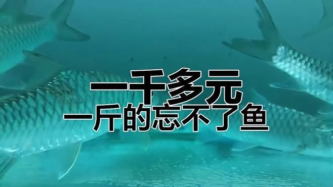 馬來西亞名貴魚有哪些【尋味白坭世界之最淡水魚魚鱗也能吃還“忘不了”】