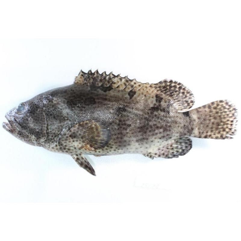 花斑魚和石斑魚區別【花斑魚與石斑魚的關聯性與差異性，花斑魚與石斑魚的區別】