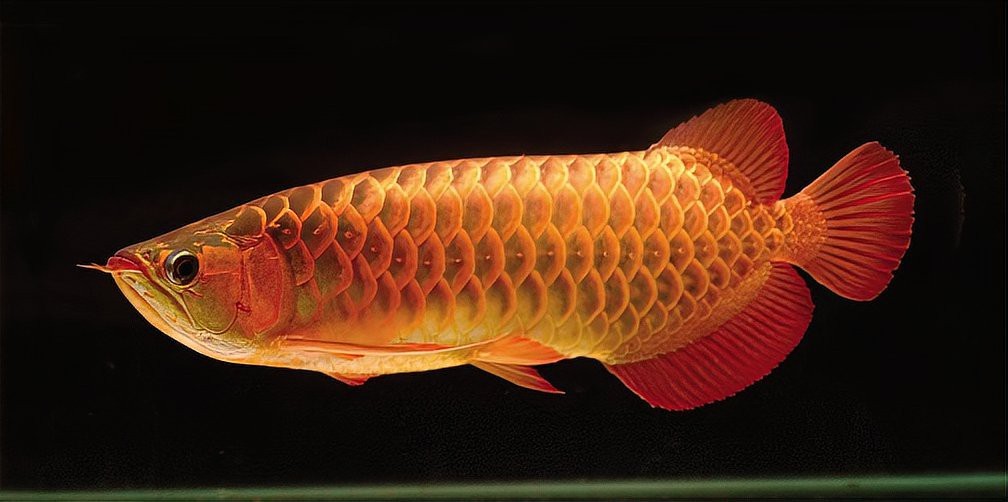 龍魚浮頭加粗鹽有用嗎？【龍魚浮頭時加粗鹽可能有一定作用但效果因具體情況而異】 龍魚浮頭加粗鹽有用嗎？【龍魚浮頭時加粗鹽可能有一定作用但效果因具體情況而異】 龍魚百科 第3張
