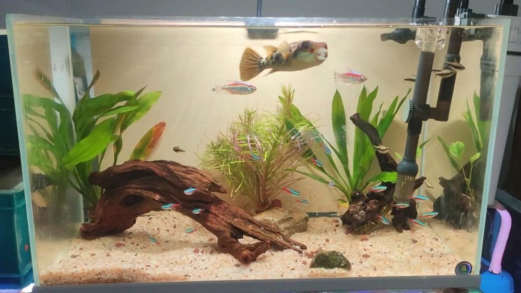 奈及利亞紅圓點狗頭需要多大魚缸【奈及利亞紅圓點狗頭魚能長多大聚能環磁驅】
