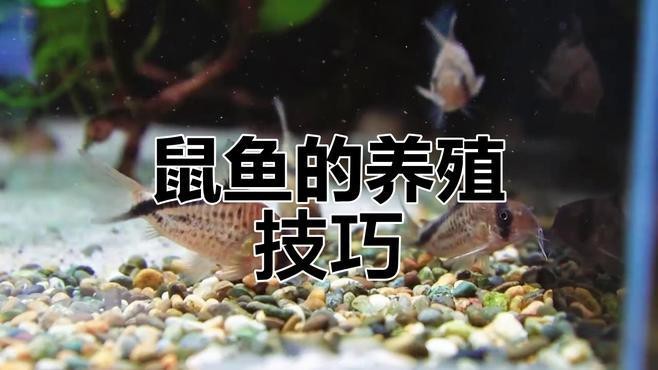什么鼠魚性價比最高【\