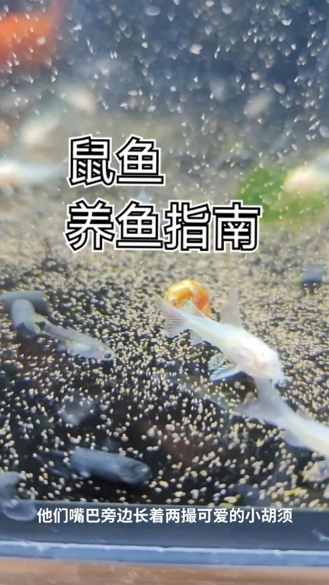 什么鼠魚性價比最高【\