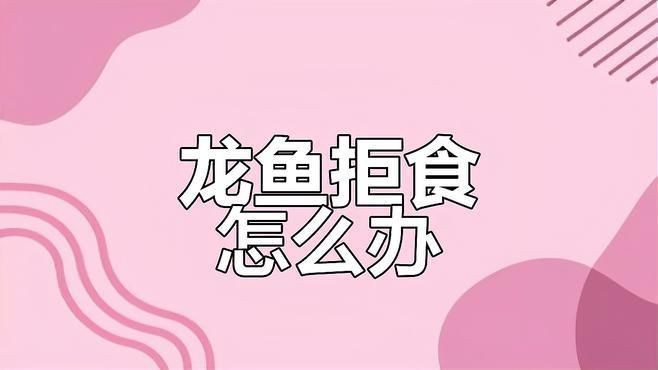 龍魚不吃食的幾種原因【龍魚不吃食怎么辦】