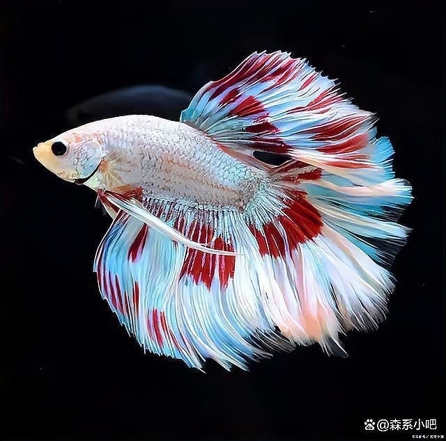 招財貓魚和羅漢魚混養可以嗎？【招財貓魚可以和什么魚混養】
