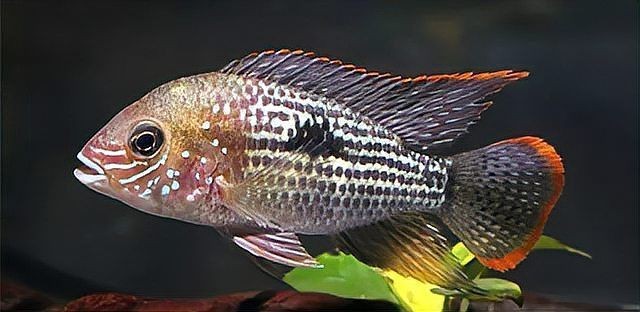 招財貓魚和羅漢魚混養可以嗎？【招財貓魚可以和什么魚混養】