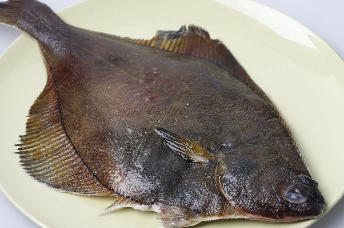 鰈魚是海魚還是淡水魚呢【深海鰈魚大揭秘】