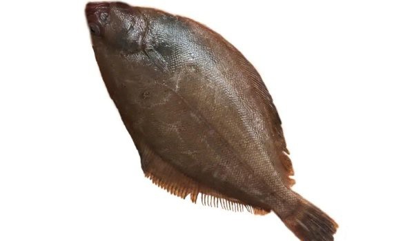 鰈魚是海魚還是淡水魚呢【深海鰈魚大揭秘】