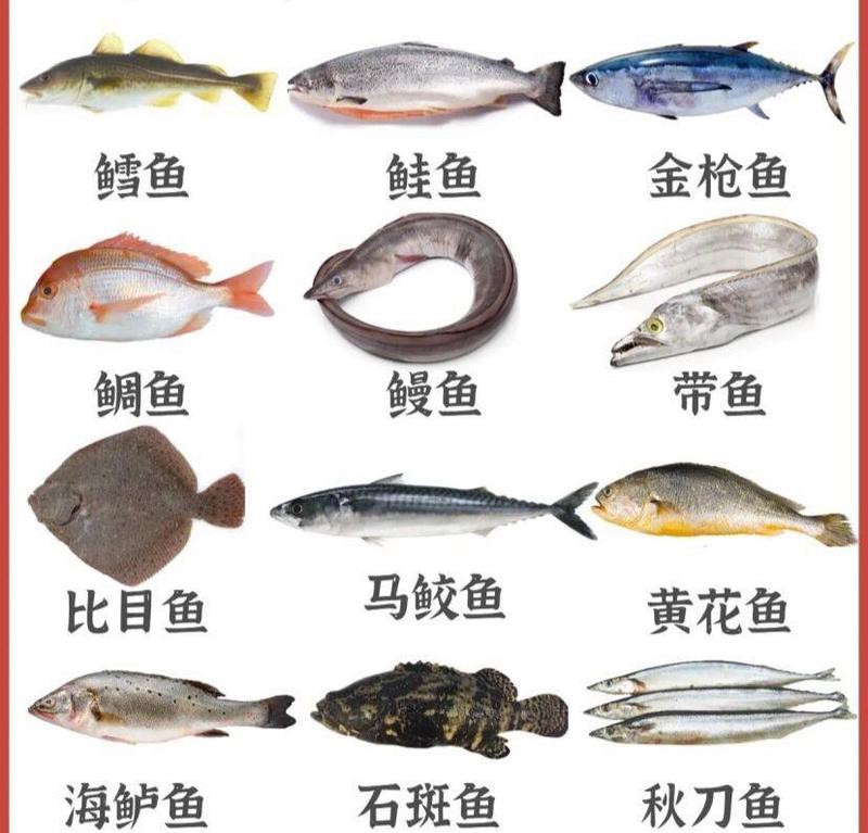 鰈魚是海魚還是淡水魚呢【深海鰈魚大揭秘】