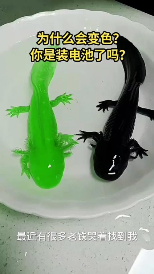 有沒有小龍魚社交行為的具體圖片？【揭秘小龍魚社交行為的相關圖文信息揭秘水族箱里的秘密友誼】