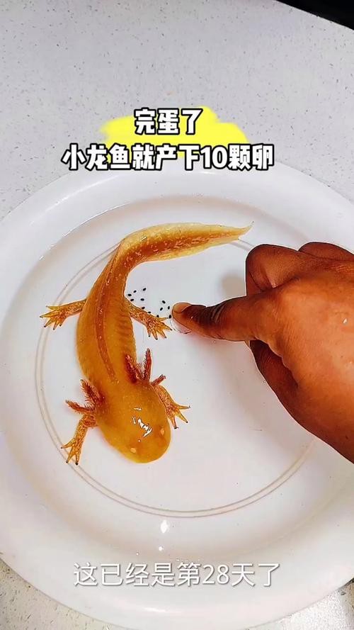 有沒有小龍魚社交行為的具體圖片？【揭秘小龍魚社交行為的相關圖文信息揭秘水族箱里的秘密友誼】