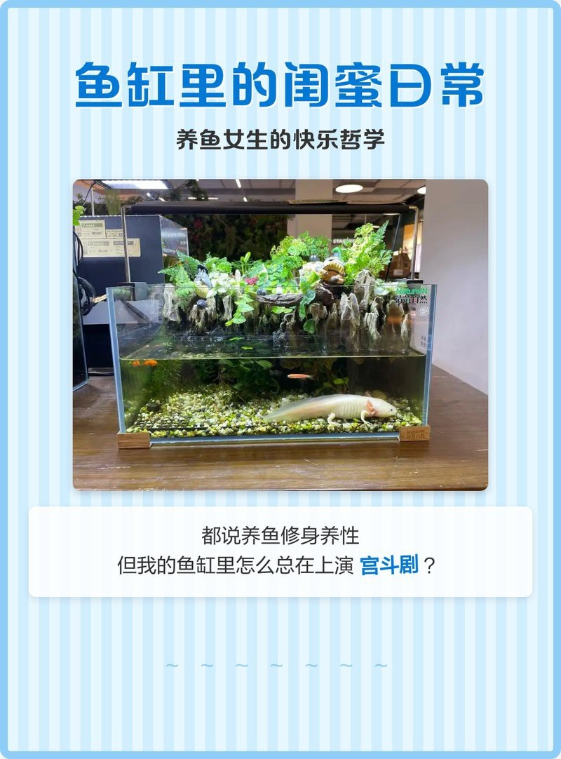 有沒有小龍魚社交行為的具體圖片？【揭秘小龍魚社交行為的相關圖文信息揭秘水族箱里的秘密友誼】