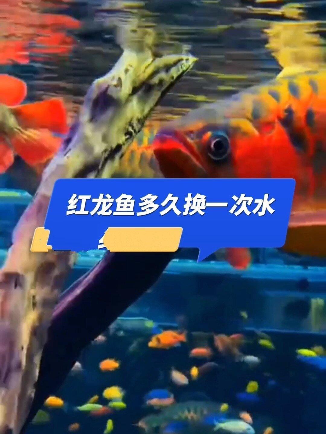 紅龍魚缸多久換一次水？【養紅龍魚多久換一次水？】 紅龍魚缸多久換一次水？【養紅龍魚多久換一次水？】 龍魚百科 第2張